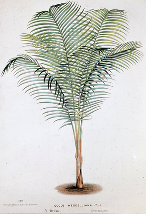 Palm Cocos Weddelliana (Brazil) - Botanical board, 19th century