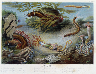 Sunapte de Duvernoy - in “” Le Monde de la Mer”” by Alfred Fredol. ed. Paris, Hachette.