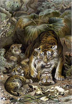 Tiger et ses petits - in “La Vita degli animali”” by A.E. Brehm, Torino, 1897