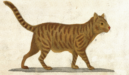 Wild Cat