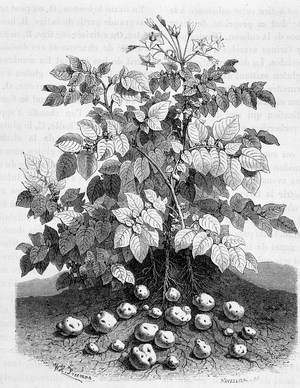 Potato and starchy tubers of its roots - Fig tree, 19th century