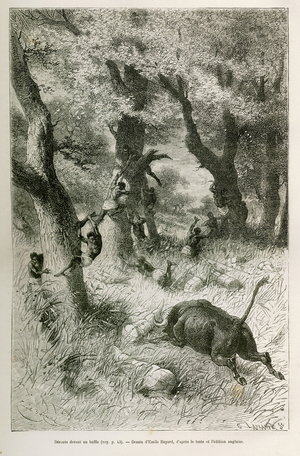 Deroute of the expedition in front of the charge of a buffalo, drawing by Emile Bayard, to illustrate the story: Across Africa, from Zanzibar (Tanzania) to Benguela (Angola), from 1872 to 1876, by Lieutenant V.H.Cameron. Engraving in Le tour du monde, 1877, directed by Edouard Charton, Paris. Selva Collection.