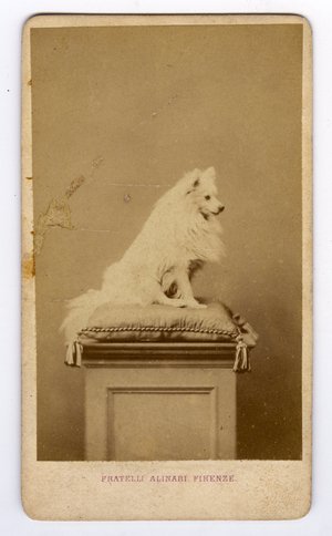 Florence, Italy, Photography of a dog in studio, 1865