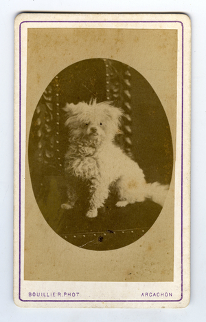 Arcachon, Gironde (33), Aquitaine, France, Portrait of a small dog on an armchair, 1865