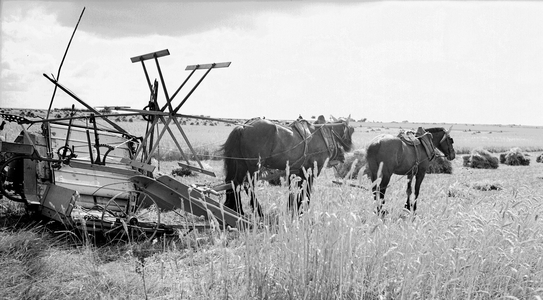 France, Centre, Loir-et-Cher (41), Blois: reaper pulled by two horses, 1930