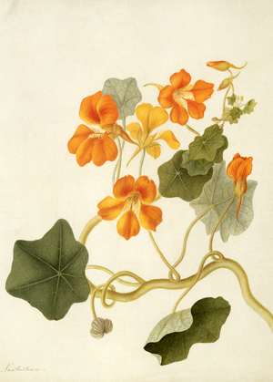 Tropaeolum (watercolour and gouache over pencil on vellum)