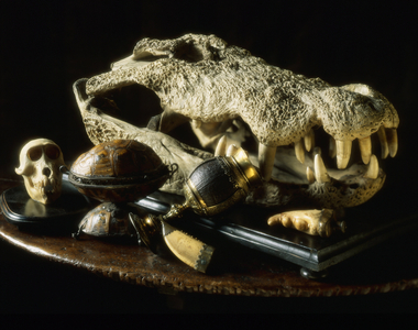 Cabinet of curiosites (Wunderkammer or Chamber of Wonders) and unusual objects: reptile skull, monkey skull. Composite objects with turtle shell.