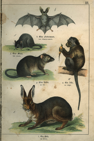 Zoology: representation of a bat, a mouse, a rat, a monkey, a hare. Plate from a French-German children's dictionary, 1800