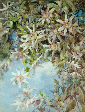 Study of Passion Flower