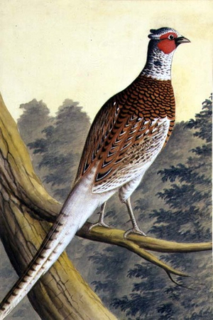 White Pheasant, c.1740 (w/c on paper)