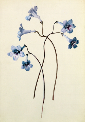 Streptocarpus, c.1790 (w/c on paper)