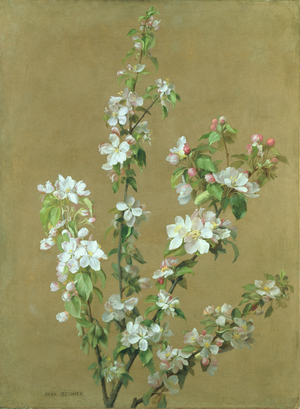 Apple Blossom (oil on canvas)