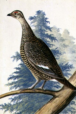 Game Bird, c.1740 (w/c on paper)