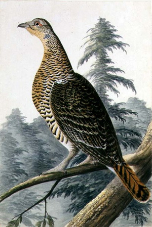 Game Bird, c.1740 (w/c on paper)