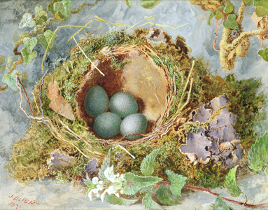 A Nest of Eggs, 1871 (w/c on paper) (see 215284 for pair)