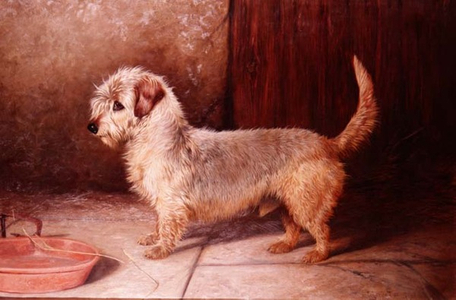 "Callun", a Dandy Dinmont, 1895