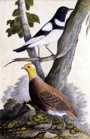 Black-Throated Thrush (Turdus ruficollis) and Partridge (Perdix perdix), c.1740 (w/c on paper)