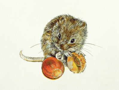 Vole with an Acorn