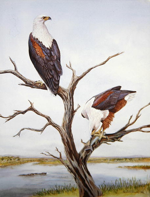 African Fish Eagles, 1983 (w/c on paper)