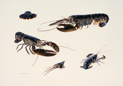 Lobster blue (w/c on paper)