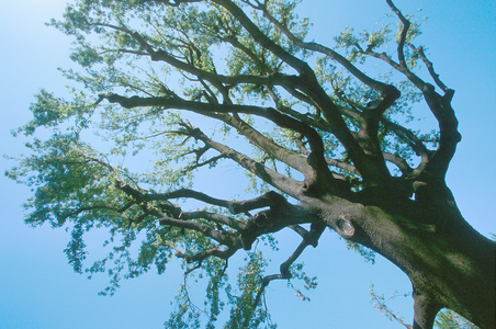 Tree in the gardens (photo)
