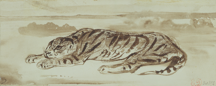 Study of a Tiger, 1839 (ink & wash on paper)