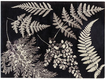 Ferns, c.1880 (albumen print)
