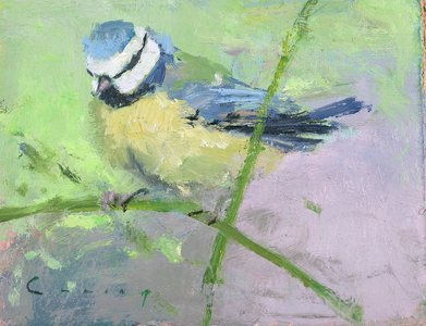Blue Tit II (oil on board)