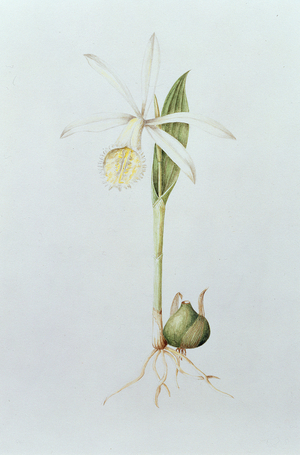 Pleione Formosana Alba (w/c on paper)