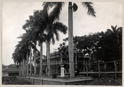 Group of two men and a woman under a palm tree during the construction of the Panama Canal, 1912 or 1913 (silver gelatin print)