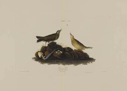 Brown Lark, from 'Birds of America', engraved by Robert Havell (1793-1878) (coloured engraving)