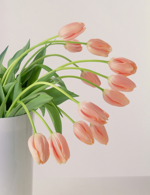 Pink Tulips, 1999 (photo)