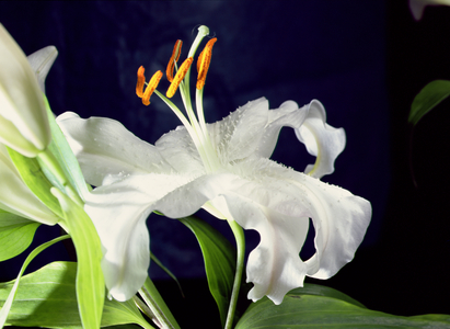 White lily, 1999 (photo)