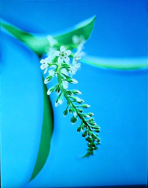 Flower relief, 1999 (photo)