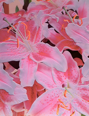 Tiger lily relief, 1999 (photo)