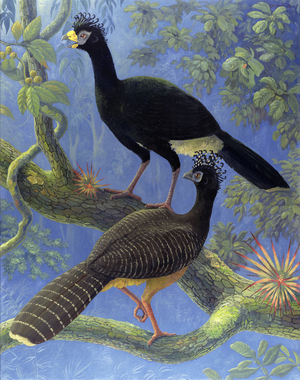 Sclater’s Bare-faced Curassow (Crax fasciolata), 1996 (oil on canvas)