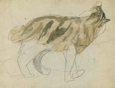 Cat studies (pencil with watercolour on paper)