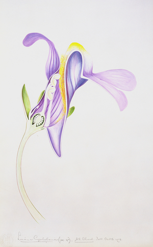 Drawing 115/9 Cymbaloria muralis (Ivy-leaved toadflax) 1908 (w/c on paper)