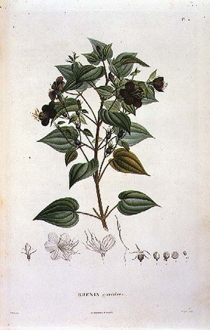 Rhexia grandiflora, engraved by Bouquet, plate 11 from Part VI of 'Voyage to Equinoctial Regions of the New Continent' by Friedrich Alexander, Baron von Humboldt (1769-1859) and Aime Bonpland (1773-1858) pub. 1806 (print)