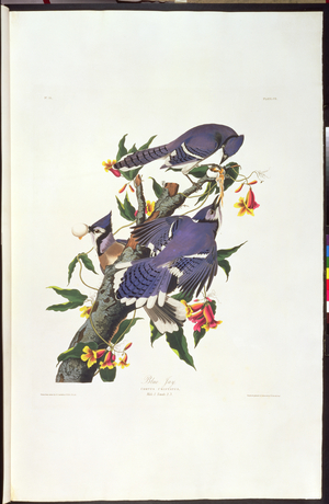 Cyanocitta cristata (Blue Jay) a male and two females, engraved by Robert Havell II (1793-1878) plate CII (102) from Audubon's 'Birds of America' pub. 1832 (coloured engraving)