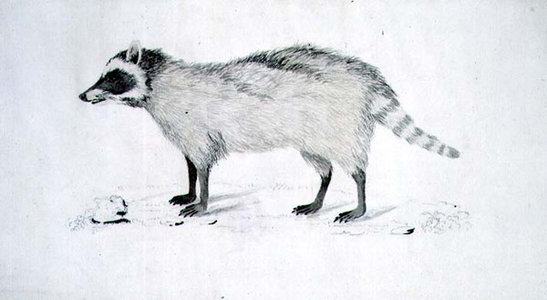 f.5 An unidentified animal, painted while accompanying Captain James Cook on his third voyage, 1776-78 (w/c)