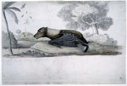 f.1 A species of bat, painted while accompanying Captain James Cook on his third voyage, 1776-78 (w/c)