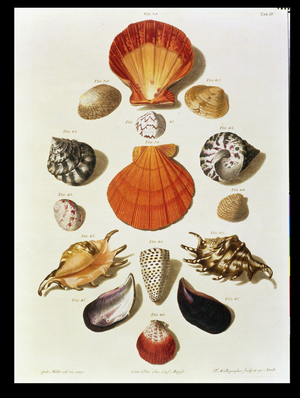 Shells, plate 4 from 'A Selection of Shells and Crustacea', pub. 1758 (hand-coloured engraving)