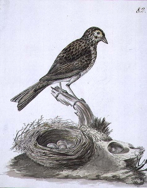 f.82 Aleutain Savannah Sparrow (Passerculus sandwichensis) painted while accompanying Captain James Cook on his third voyage, 1776-78 (w/c)