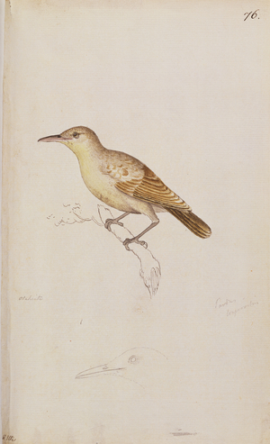 f.76 Tahitian Reed-warbler (Conopoderas caffra caffra), painted while accompanying Captain James Cook on his third voyage 1776-78 (w/c)