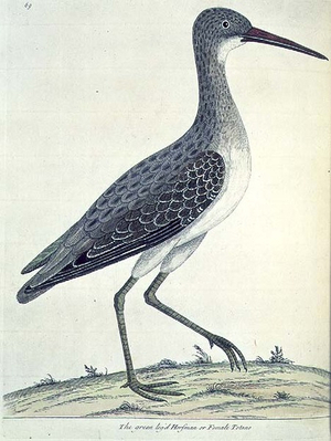 T01664 Green Legged Horseman, or Totano, female, plate 69 from Vol II of 'A History of Birds', 1734 (hand-coloured engraving)