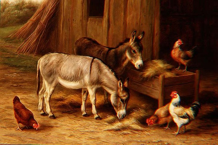 Donkeys and Hens Feeding
