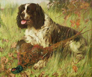 Springer Spaniel with Pheasant