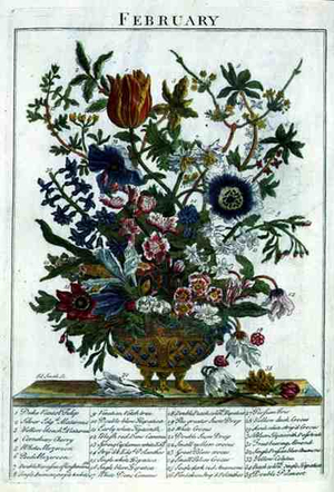 February, from 'The Flower Garden Displayed' by Robert Furber (c.1674-1756), engraved by James Smith, pub. 1732 (coloured engraving)