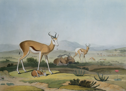 The Spring-Bok or Leaping Antelope, plate 18 from 'African Scenery and Animals', engraved by the artist, 1805 (coloured aquatint)